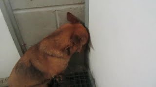 видео: Испуганные и дрожащие, они стояли лицом к стене — сломленные страхом, ожидая доброты которая наконец картинка: Испуганные и дрожащие, они стояли лицом к стене — сломленные страхом, ожидая доброты которая наконец