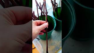 NEVER DO THIS WITH GRAPE CUTTINGS BEFORE ROOTING, OR THEY WILL NOT ROOT