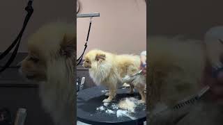 POMERANIAN FULL GROOMING REACTION  #pomeranian #grooming #cutedog #shorts