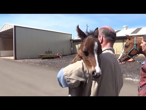vets-expecting-this-horse-to-give-birth-to-a-normal-baby-witness-something-crazy-instead