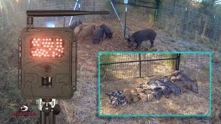 Wild Hog Trapping | (24) Landowner Interference (11 of 11 Capture) |  JAGER PRO™