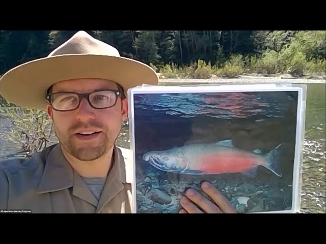 Salmon and their North Coast Redwoods Habitat with California State Parks class=