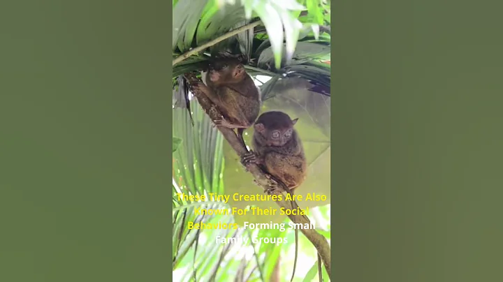 Tarsier | One Of The World's Smallest Primates
