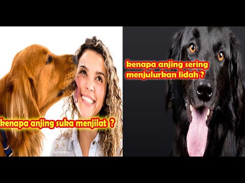 Video: 9 Fakta Mengenai Lidah Anjing Anda