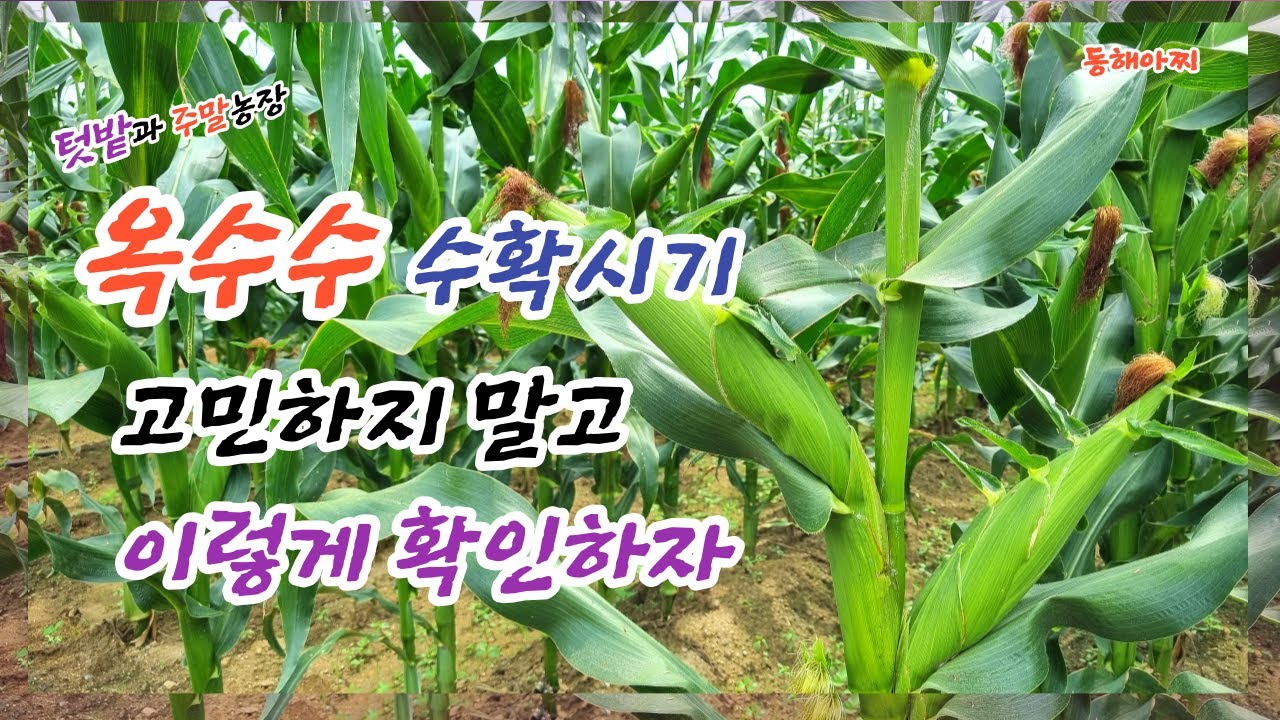 옥수수 수확 이때 하면 가장 맛있어요(가장 알맞은 수확 적기).It's the best when you harvest corn