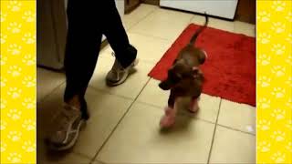 FUNNIEST DACHSHUND VIDEOS | Funny Animals