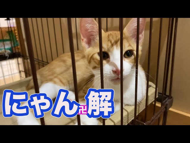 ケージに隔離していた子猫を開放したら・・・