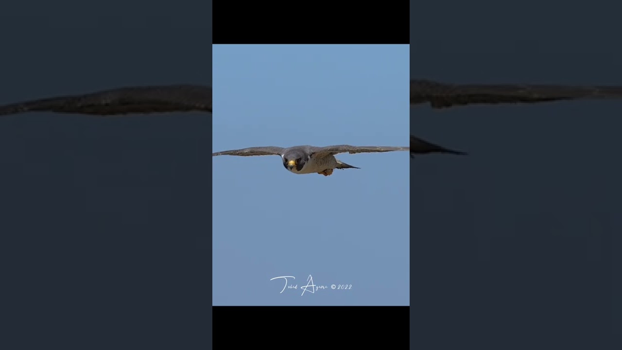 Falcon in flight 