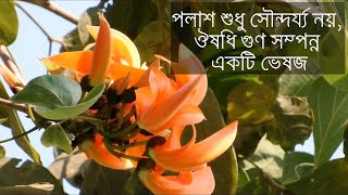 Medicinal properties of Butea Monosperma || Benefits of Flame-of-the-Forest || Flame-of-the-Forest screenshot 4