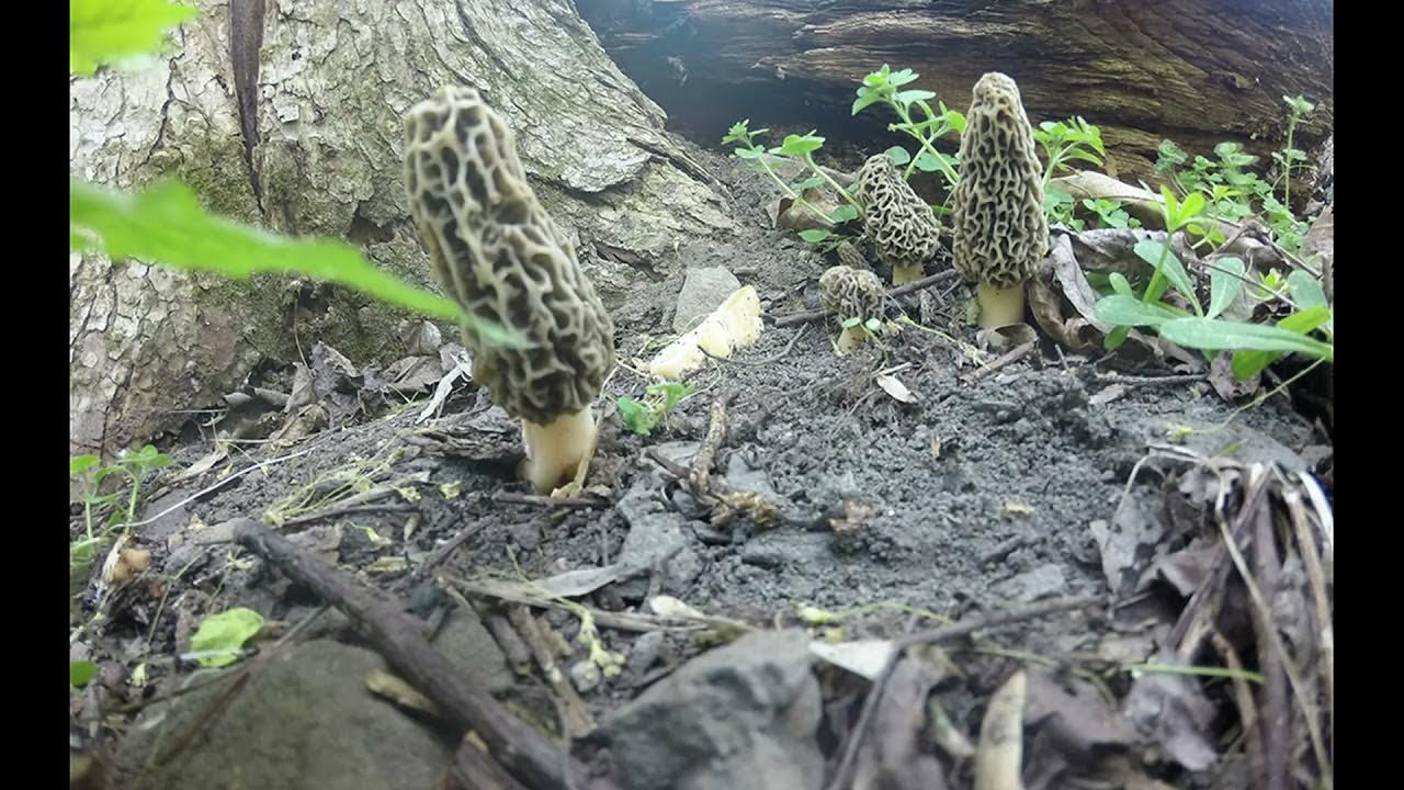 morel time lapse YouTube