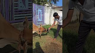 Nagula Chavithi Celebration | Nag Panchami Special | Simple Village Tradition #nagulachavithi