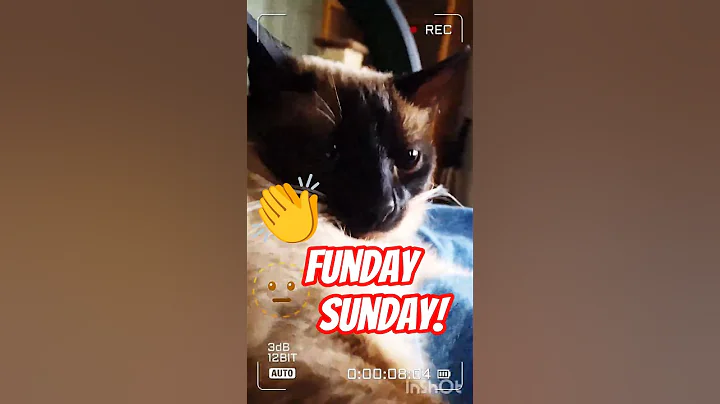 Video 11905411: kitten meow catlover siamese, siamese cat pets kitten, siamese cats pets cute, siamese cat cute love, siamese point, awesome cat