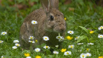 Bunny Rabbit nibbles on wild flowers - Stock Video footage on Shutterstock, Pond5 & Adobestock