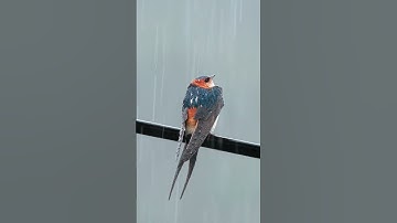 European Red-rumped Swallow - Cecropis rufula  #birds #birdsong #120fps #wildlife #birdsounds