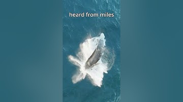 🐳✈️ Why do humpback whales breach? 🐋🌊 #shorts #whale #nature #wildlife #funfacts #hawaii #breach