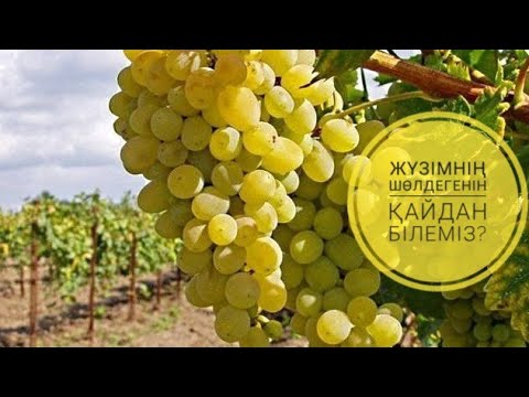 Бейне: Жүзім әрқашан жасыл болады