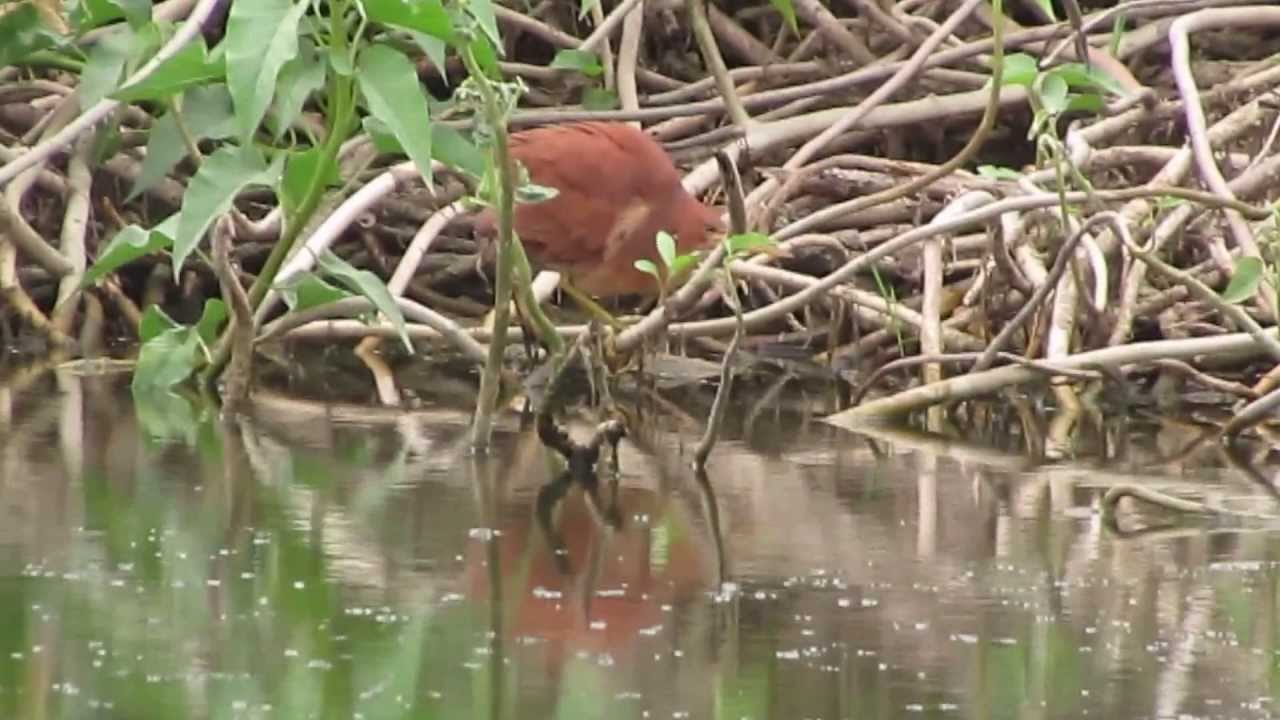 Chestnut Bitterns at marsh near Kismatpura village, Hyderabad, Andhra ...