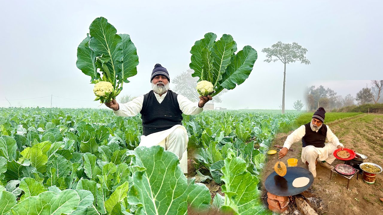 Crushed Phool Gobhi Staffed Paratha Recipe | Cauliflower Paratha | Cauliflower Field In My Village 