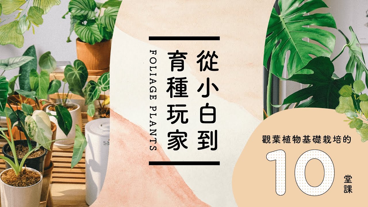 觀葉植物必修課 從小白到育種玩家 觀葉植物基礎栽培的10堂課 種植觀葉植物最實用的一堂線上課程 Youtube