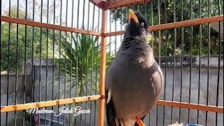 Suara Jalak Kebo Full isian Bikin Jalak Malas Bunyi Cepat Buka Suara - Masteran Jalak gacor Eps 141