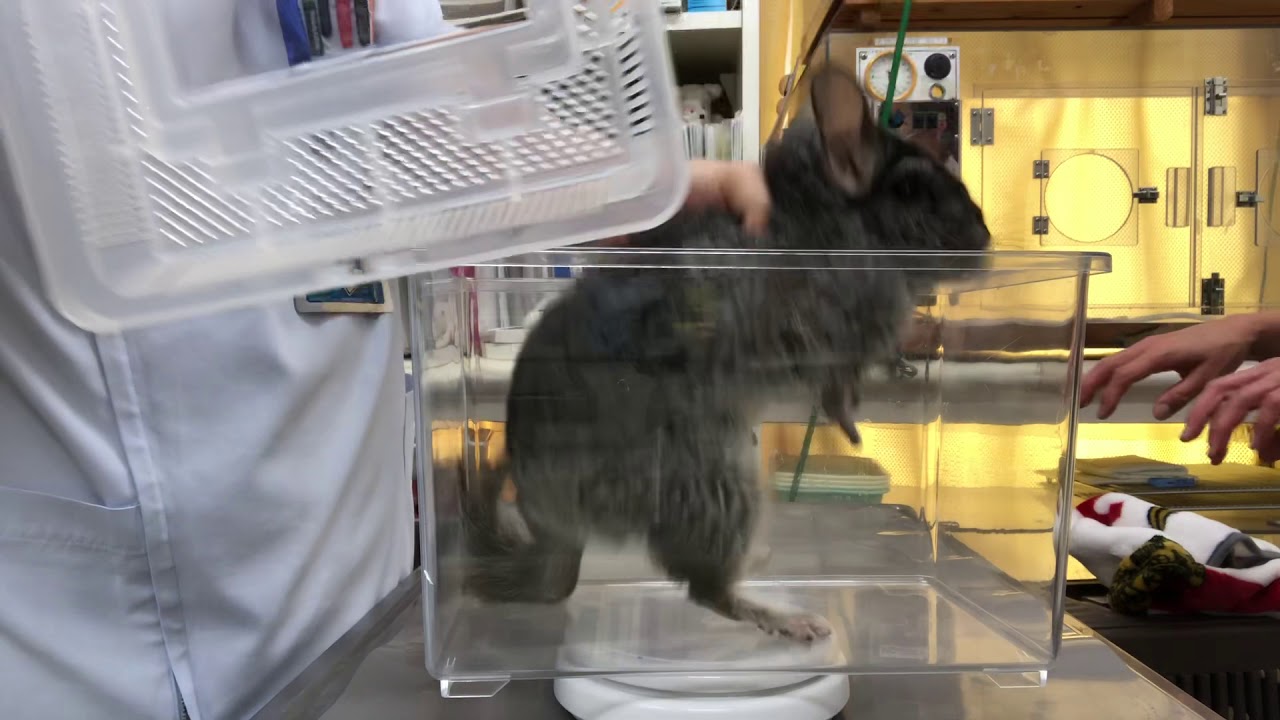急にぐったりしている 2歳 チンチラのゴマちゃんの診察 Youtube