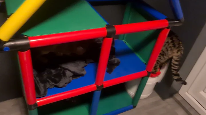 Video 1000021: f1 savannah cat, f1 savannah female, savannah male