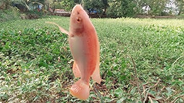 câu cá ao hoang rô phi điêu hồng cá chim dính thấy mê giật đã đã