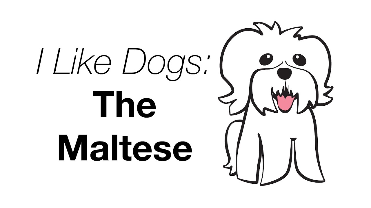 Поставь лайк собаки. Dogs like it. Who like a Dogs out