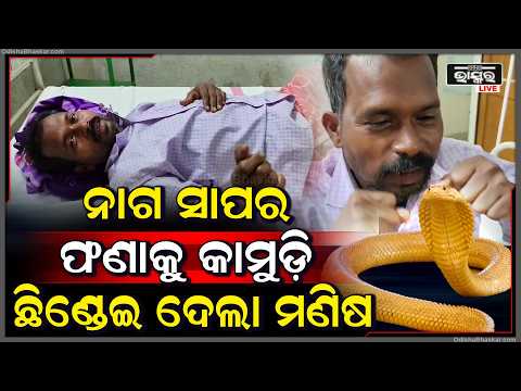 ମଣିଷର ଏ କି ପାଗଳାମି ସାପ କାମୁଡେ ମଣିଷକୁ,  ଏଠି  କିନ୍ତୁ ପୁରା ଓଲଟା
