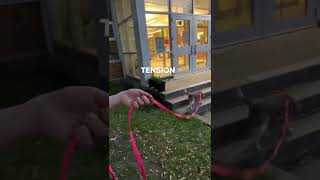 The Trainer: How to enrich your dog’s walks with this unique long line from TinyHorse by TinyHorse 278 views 1 year ago 4 minutes, 12 seconds