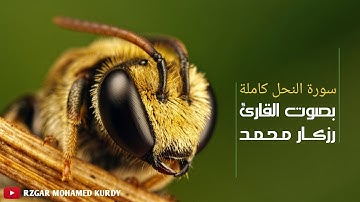 رزكار محمد - سورة النحل كاملة