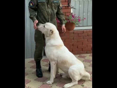 Video: Rrotullat E Lakrës Dembel Në Tenxhere Të Ngadaltë 