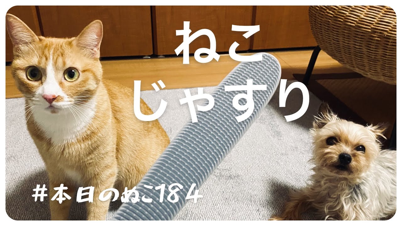 本日のぬこ184 ねこじゃすり ウラをうっとりさせたく ついに手に入れてしまった猫ギア Youtube