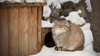 Young Pallas' cats are playing on Christmas by Manulization (Pallas's Cats) 982,798 views 2 years ago 1 minute, 9 seconds