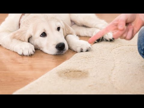 Video: Gli effetti di Benadryl sui cani