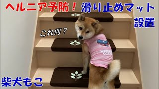 ヘルニア予防！階段に滑り止めマットを設置してみた！【柴犬もこ】