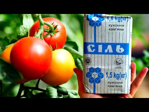 СРОЧНО ДАЙТЕ ТОМАТАМ