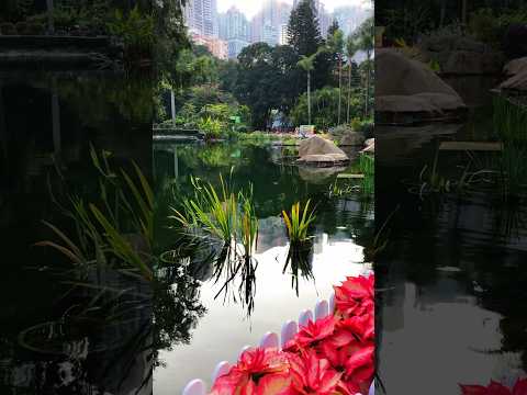 Video: Upravené zahrady hongkongského parku