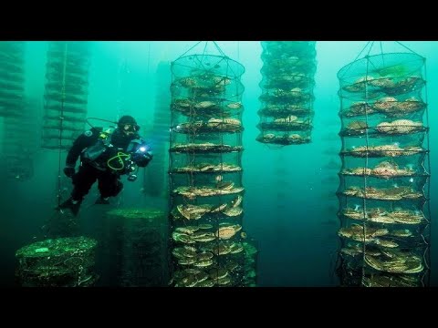 Видео: Можно ли закладывать жемчуг южных морей?