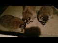 Roxy Raccoon with her 4 Cubs