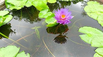 CHO CÁ BẢY MÀU DUMBO KOI TRONG CHẬU XI MĂNG TRỒNG HOA SÚNG VÀ  FULL RED TRONG LU SÀNH ĂN CÁM