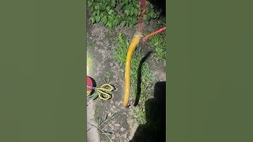 How to catch an eel part 175