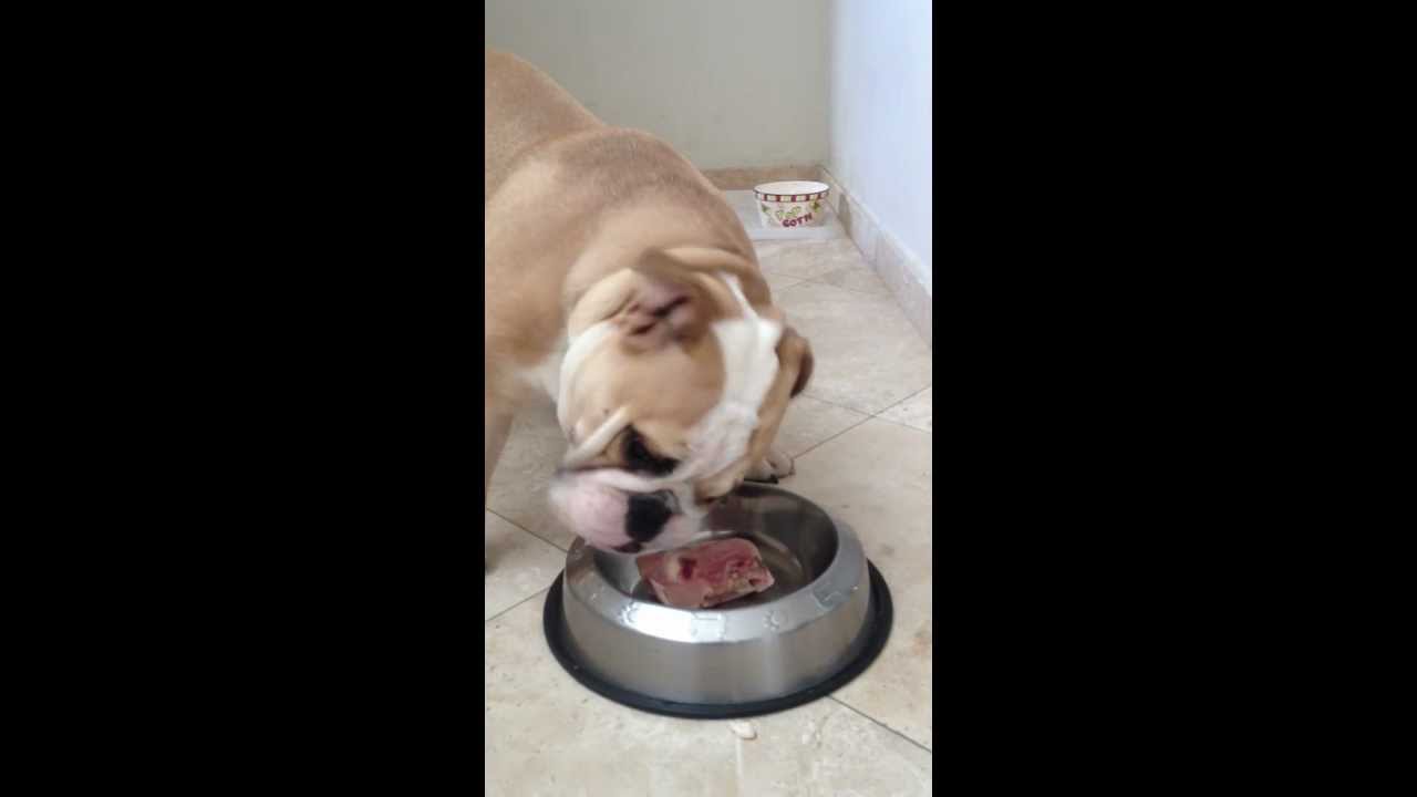 English Bulldog Raw Diet YouTube
