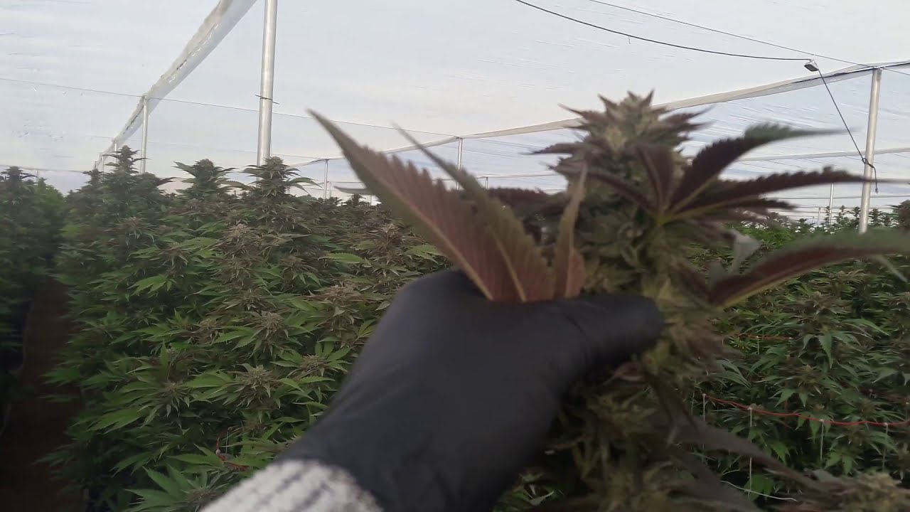 5000 lb Outdoor Desert Grow Beautiful Buds In The Desert