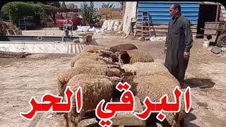 سلالات الغنم البرقي الحر اللي بتحول كل ساعه الان في محافظة المنوفيه
