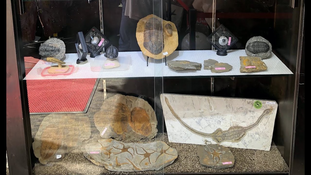 DINOSAUR CASE HYPHALOSAURUS TRILOBITE AMMONITE GIMME THE LOOT