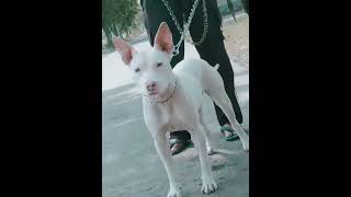 Bull Terrier Dog