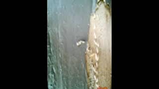 Termite colony walking along a path