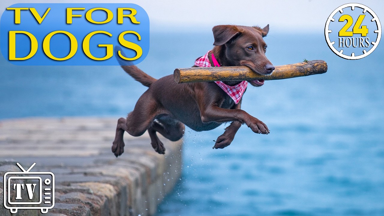 LIVE Dog TV: Best Anti-Anxiety Music & Boredom-Busting Videos to Soothe Dogs with Music for Dogs