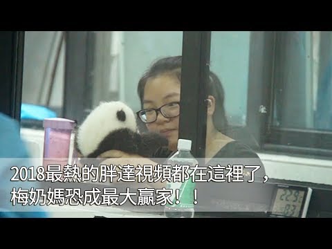 《熊貓主題趴》2018最熱的胖達視頻都在這裡了，梅奶媽恐成最大贏家！！  | iPanda